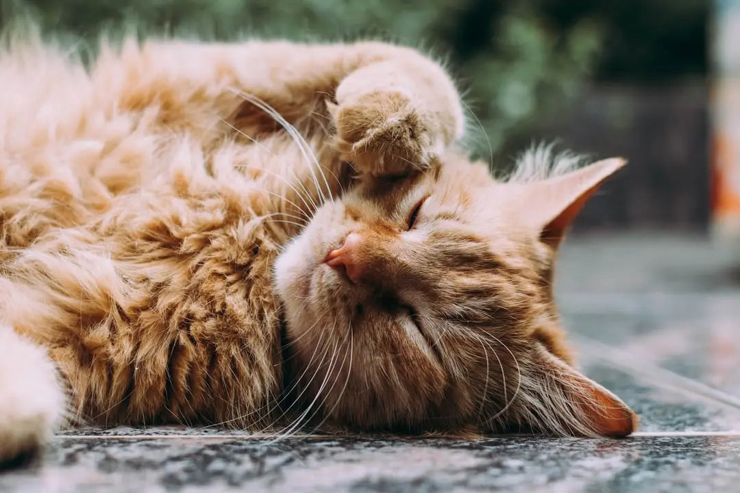 Captivating digital cat portrait