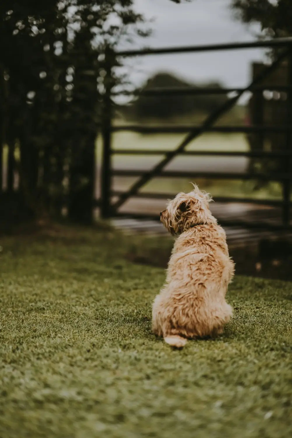 Cute dog canvas art