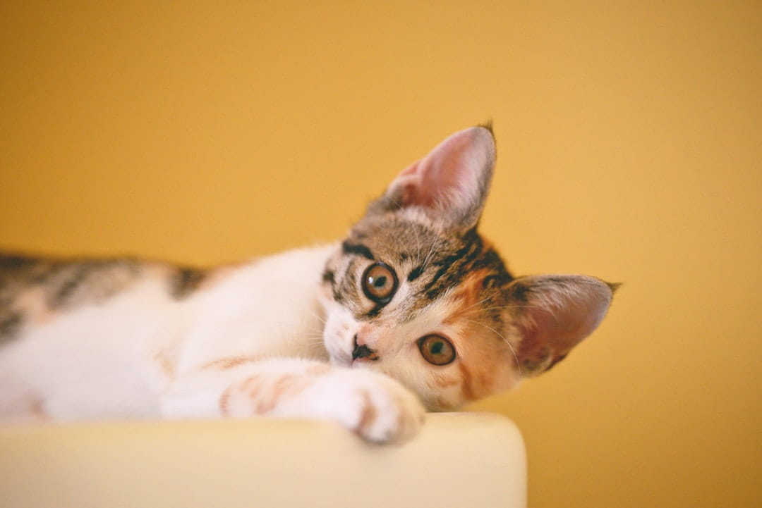 Whimsical digital cat art